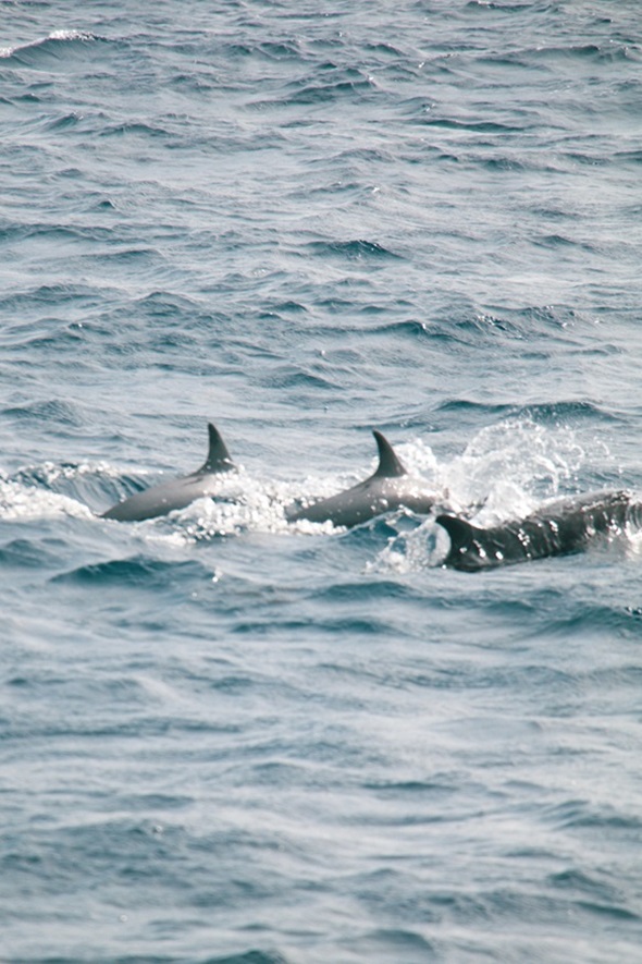 Whale watching in Sri Lanka