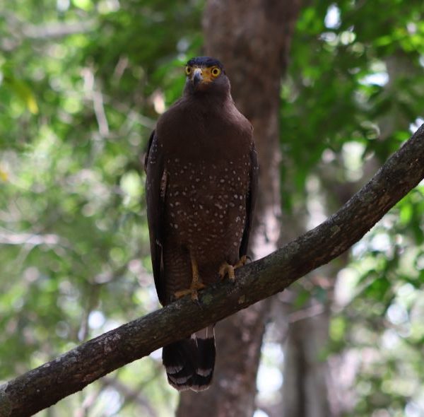 Birding Sri Lanka