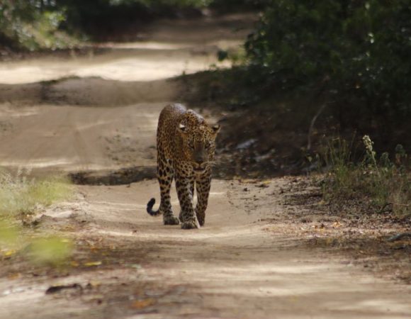 On the trails of the Sri Lankan Leopard