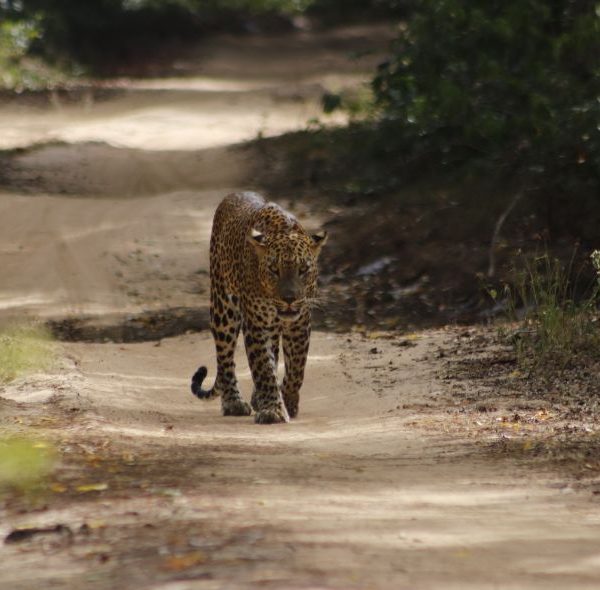 On the trails of the Sri Lankan Leopard