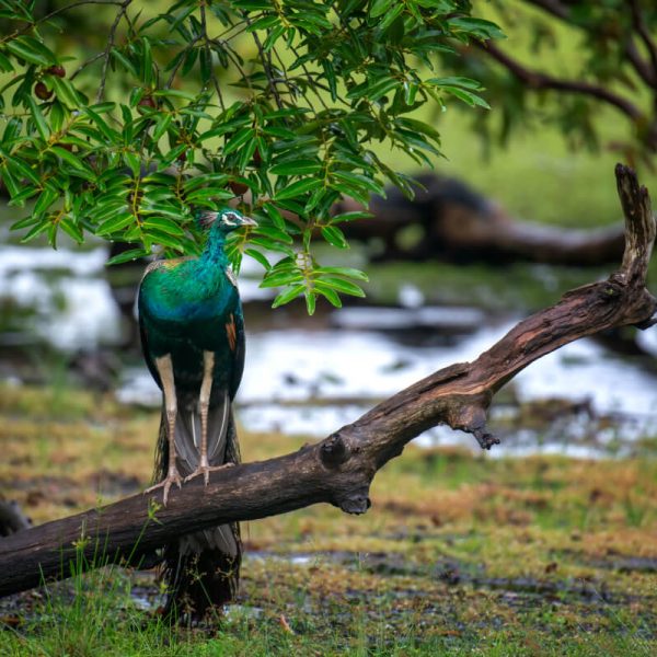 Peacock