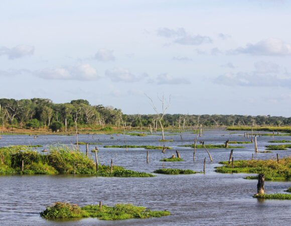 Exploring the Biodiversity Hotspots: A Guide to Wildlife and Birding Adventures in Sri Lanka