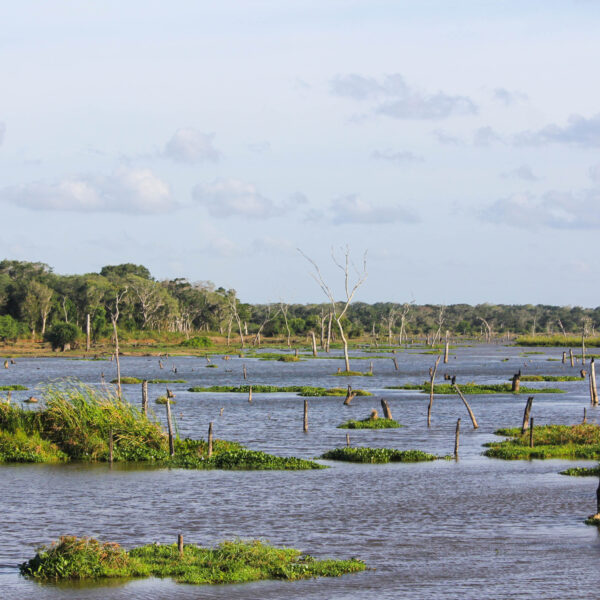 Exploring the Biodiversity Hotspots: A Guide to Wildlife and Birding Adventures in Sri Lanka