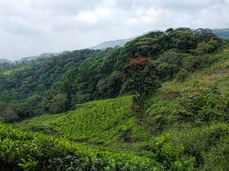 A Journey Through Time: Sri Lanka’s Ancient Forests and Their Mystical Legends