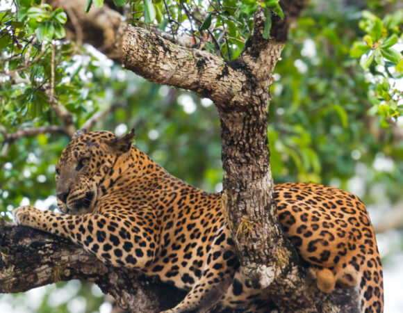 Sri Lanka’s Seasonal Highlights: What to See and When to Visit with Nature Voyage