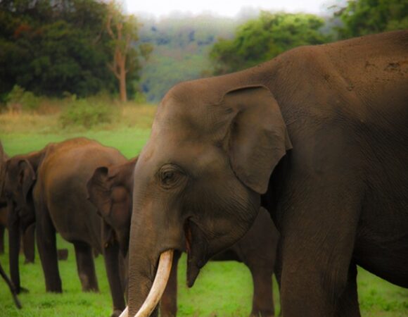 A Wildlife Photographer’s Dream: Capturing Sri Lanka’s Majestic Animals with Nature Voyage