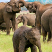 Wild life sri lanka