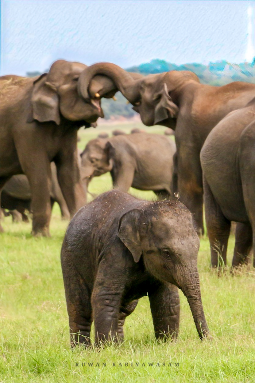 Wild life sri lanka