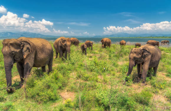 The Ultimate Wildlife Calendar: When to See Sri Lanka’s Big Five