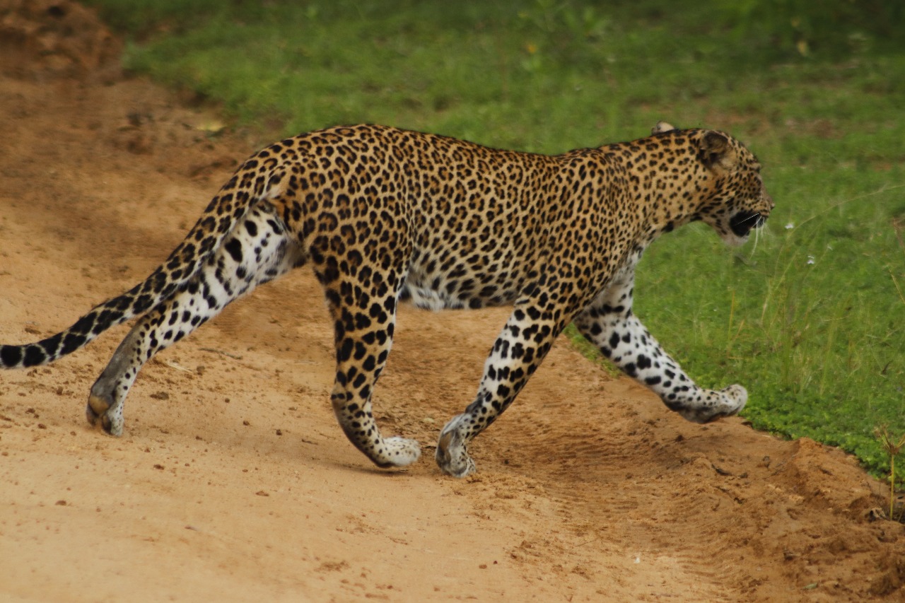 Sri Lankan Leopard