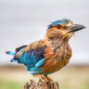 Sri Lanka Birding Paradise