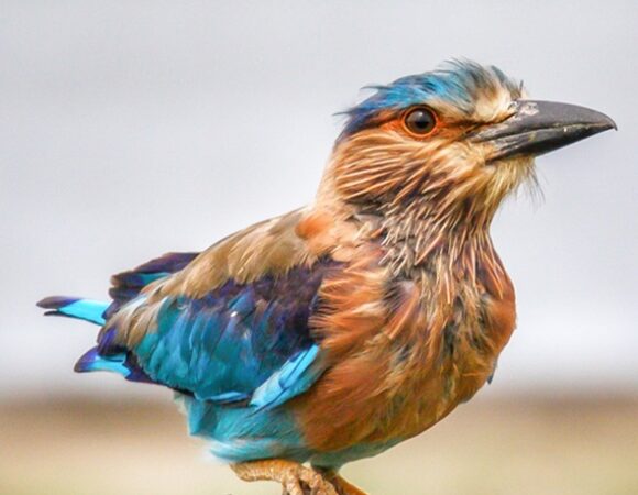 Birding in Paradise: Top Spots for Avian Enthusiasts in Sri Lanka