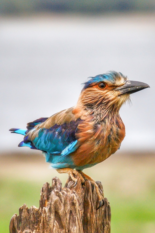 Sri Lanka Birding Paradise