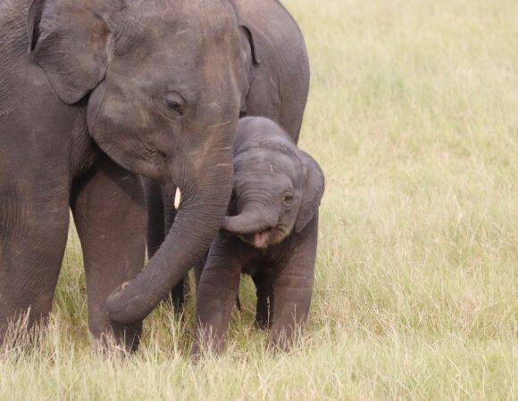 The Ultimate Wildlife Calendar: When to See Sri Lanka’s Big Five