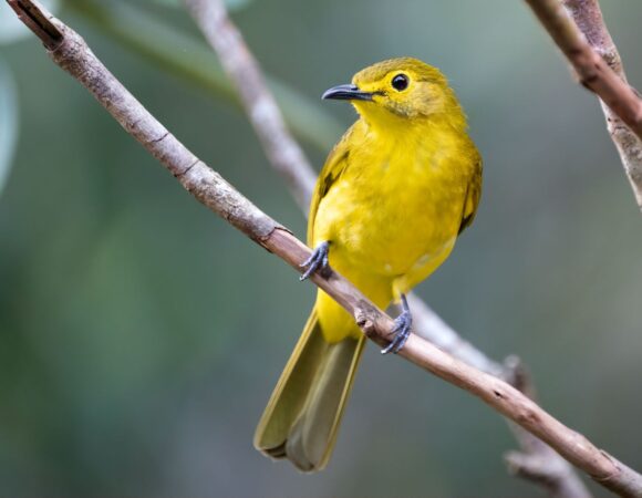 Hidden Birding Gems: Discover Sri Lanka’s Lesser-Known Avian Hotspots