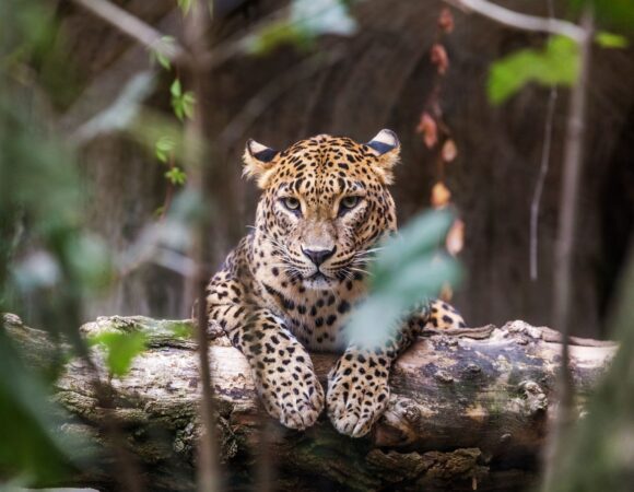 Beyond the Usual Safari: Unconventional Wildlife Encounters in Sri Lanka