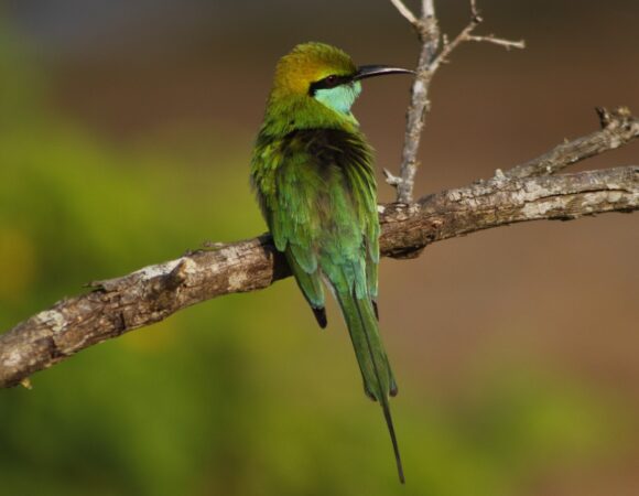 Birding in Sri Lanka: Top 10 Must-See Species and Where to Find Them
