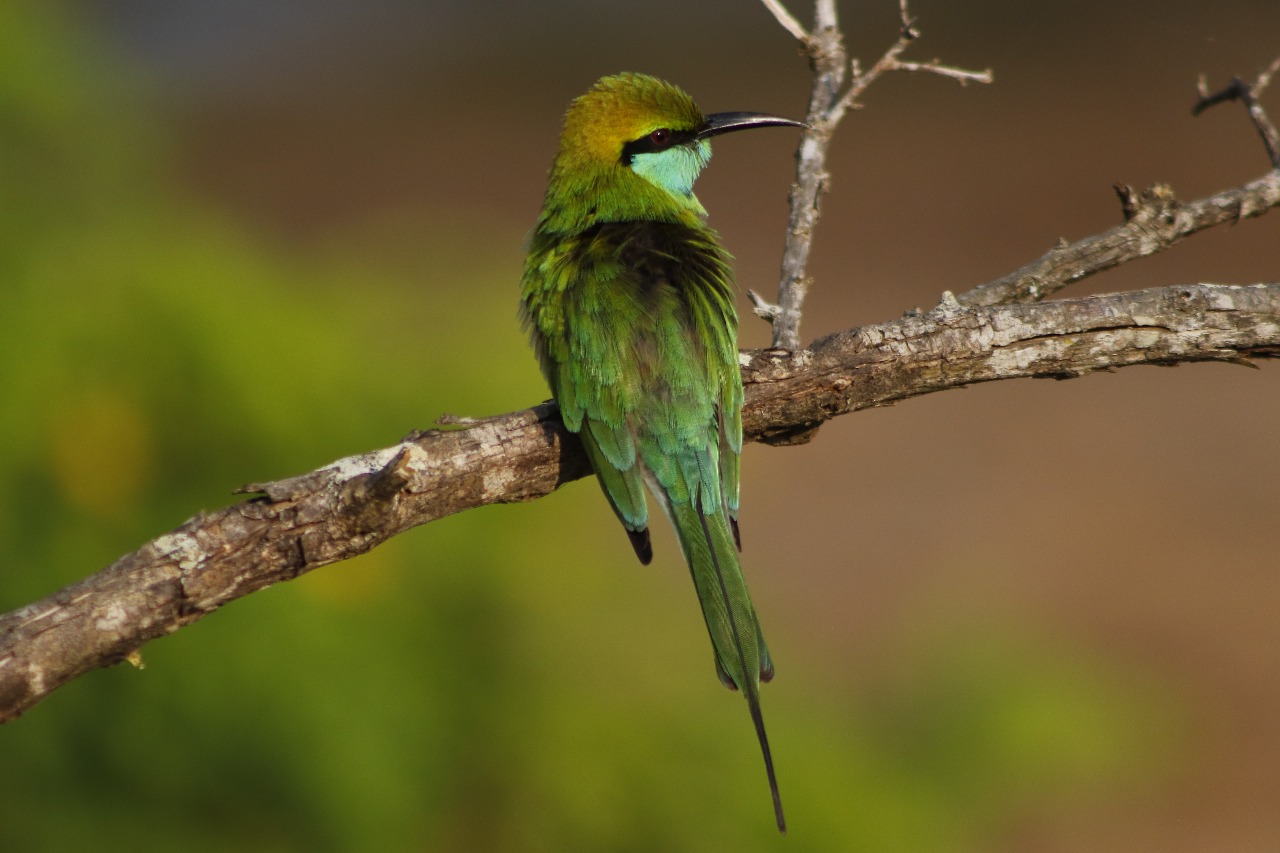 birding and wildlife sri lanka