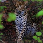 Safari in Yala