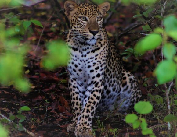 The Ultimate Sri Lanka Wildlife Safari: What to Expect & How to Prepare