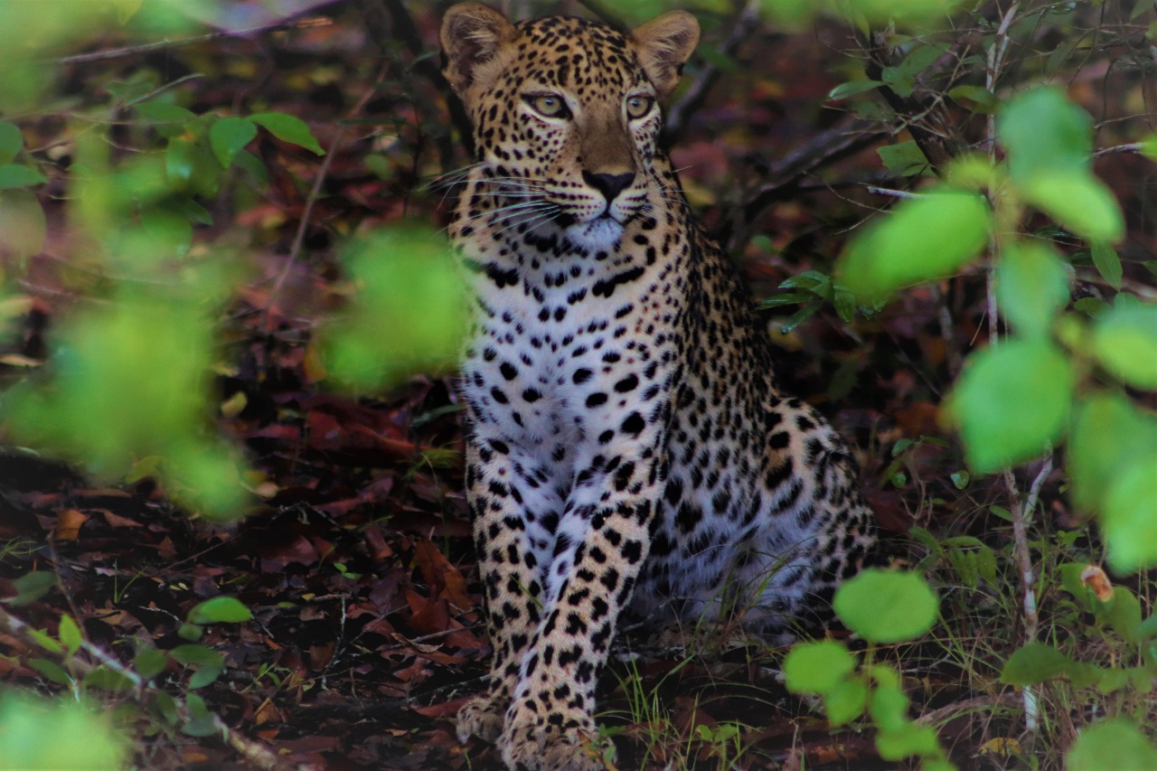 Safari in Yala