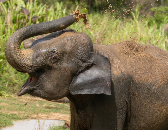 Why November–January is the ideal time for wildlife spotting in Sri Lanka’s south & west