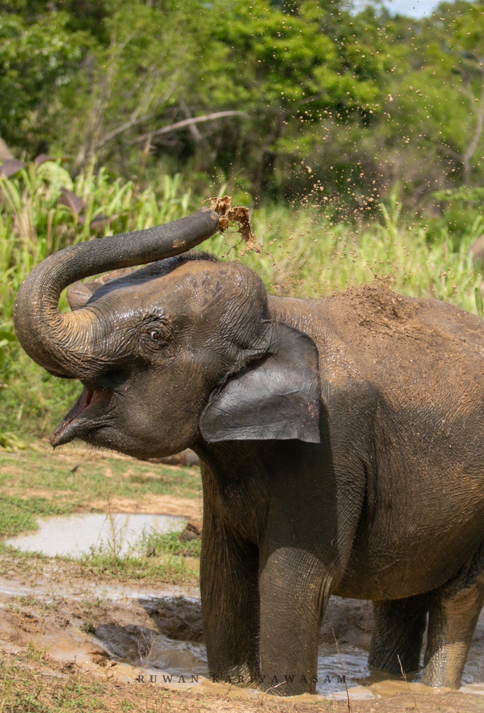 Wild elephant Sri Lanka