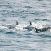 Whale watching in Sri Lanka