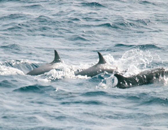 Beach Escapes & Whale-Watching on Sri Lanka’s South Coast: December to March Magic