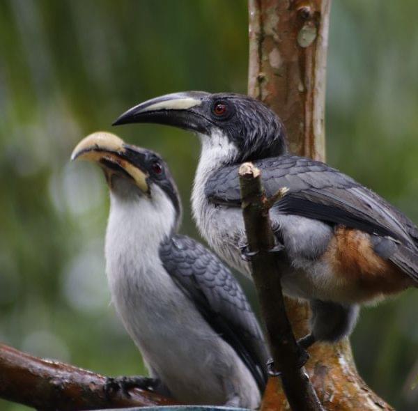 Sri Lanka Grey Hornbill