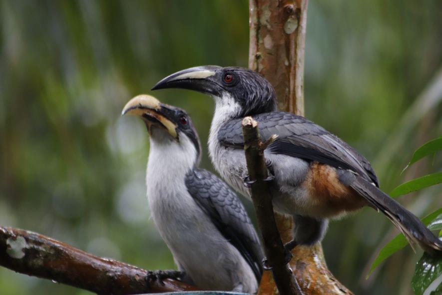 The Island Endemics - Sri Lanka