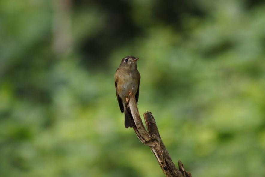 A Date with The Feathered Kind