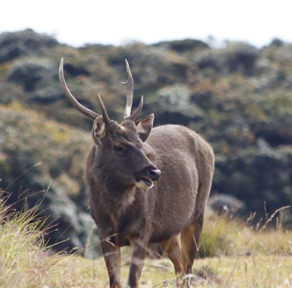 Sambar deer
