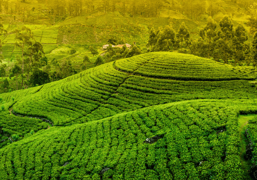 Nuwara Eliya