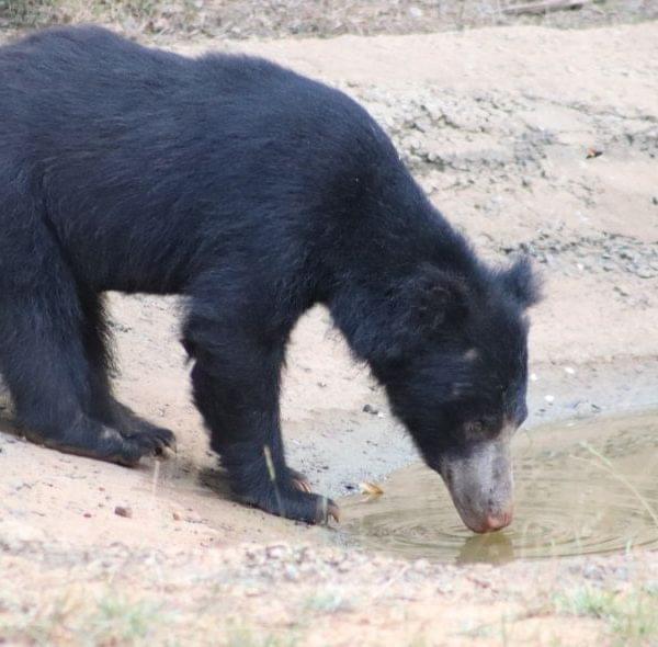 Sloth Bear Sri Lanka