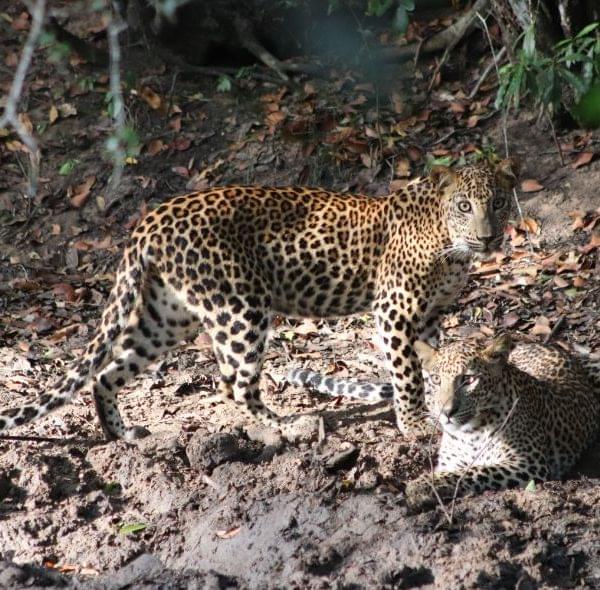 Sri Lanka Wildlife Retreat