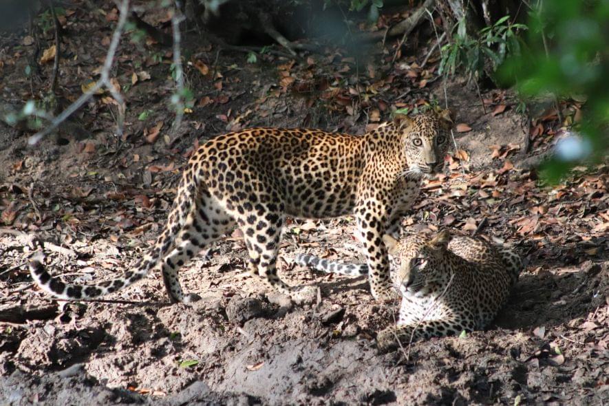 Sri Lanka Wildlife Retreat