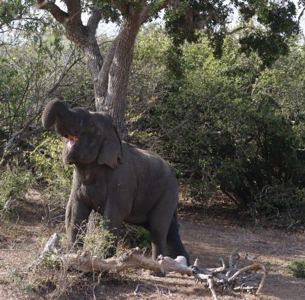 Elephant