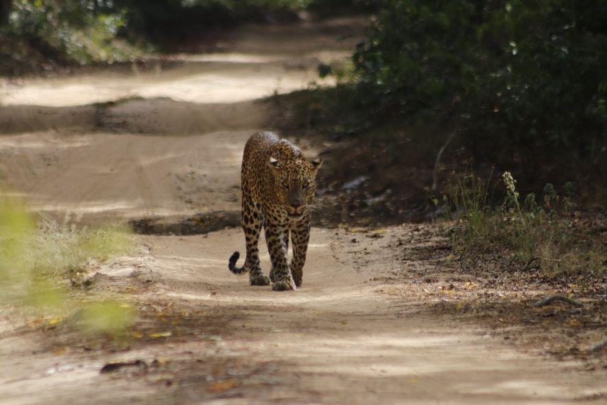 On the trails of the Sri Lankan Leopard