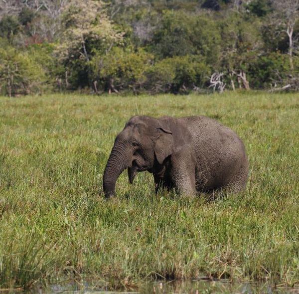 Wild Elephant