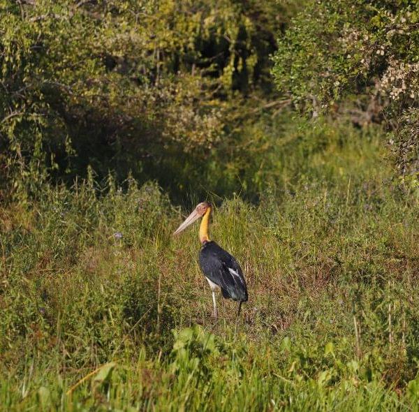 Lesser Adjutant