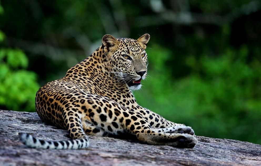 Wild life Sri Lanka