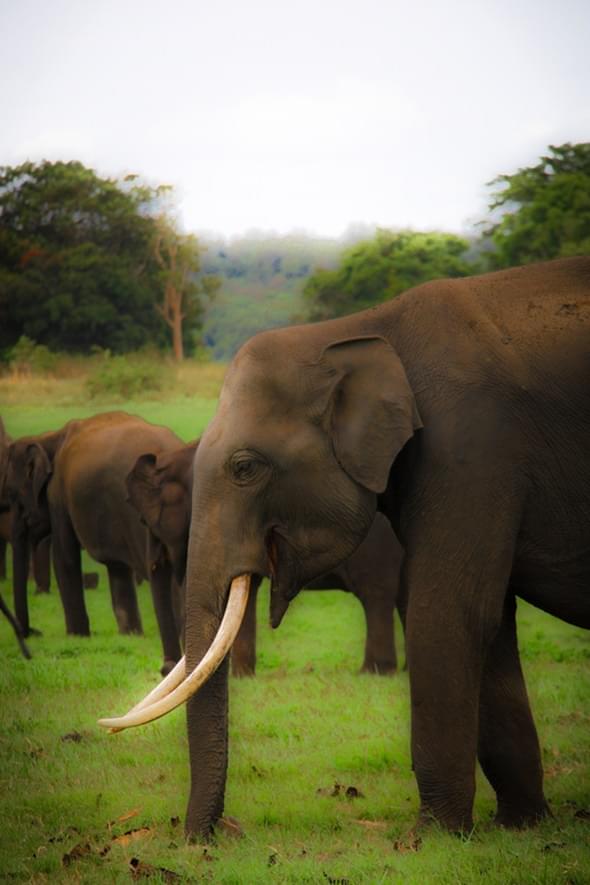 Wild elephant