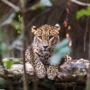 Sri Lankan leopard