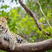 Yala National Park