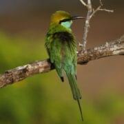 birding and wildlife sri lanka