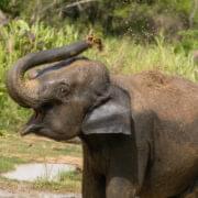 Wild elephant Sri Lanka